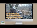 Animal Behavior Observation and Analysis