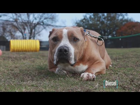 Tailwaggers: Meet Diesel