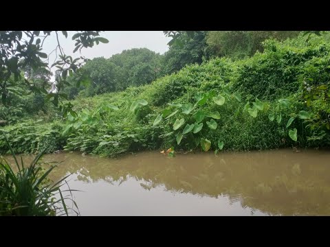 Umpan alami untuk mancing disungai