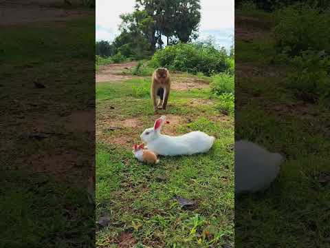 Wake Up & Help Me Care Rabbit #shorts