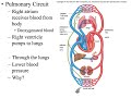 Circulatory and Respiratory Systems Overview