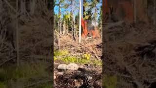 How To Heal Forests With  Fire 🔥