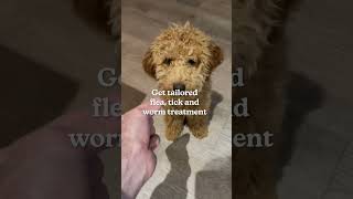 Don't let ticks give you the ick!