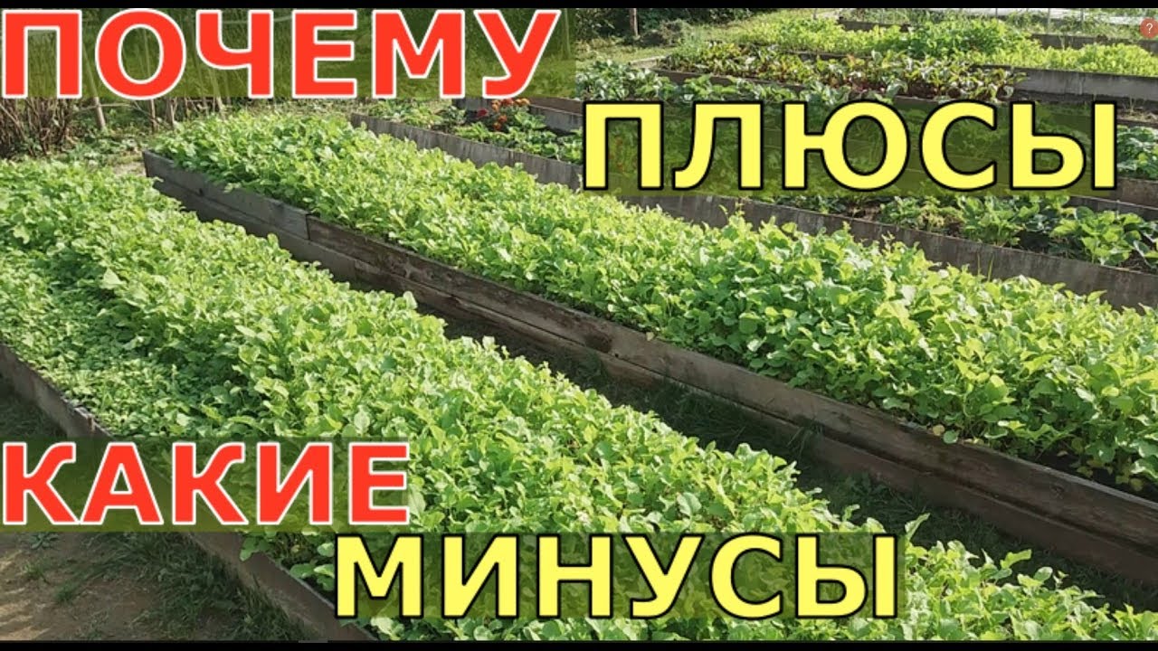 Сидераты. Особенности использования. Какие сидераты лучше?