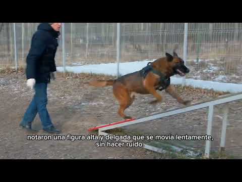 Un perro y un caballo se meten en problemas #caballos #video #perros #viralvideo