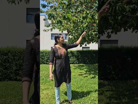 🇱🇺இந்த மாதிரி cherry🍒 tree a பாத்துட்டு சும்மா போனா எப்படி 🤩😋