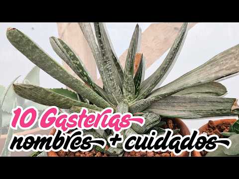 GASTERIAS: origen + nombres + cuidados