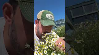 This is how I harvest my chamomile...