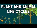 Life Cycles of Organisms