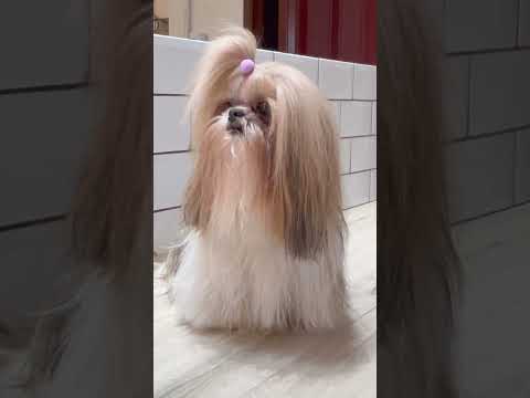 TRANSFORMAÇÃO DE UMA SHIHTZU QUE NUNCA TOSOU ANTES #amopets #shihtzu