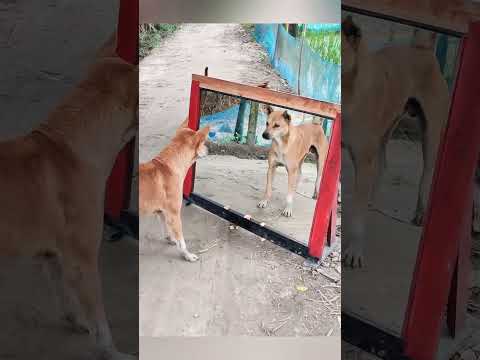 You laugh you lose 😂 Dog vs himself 😂 #funny #funnydog #dogmirror #shorts #shortvideo #fyp