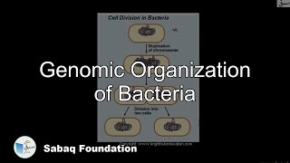 Genomic Organization of Bacteria