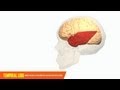 Understanding Brain Phenomena