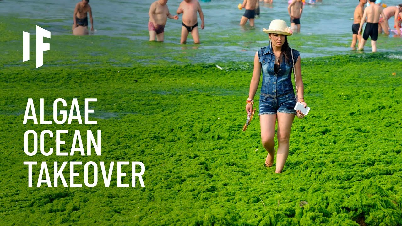 What If Algae Took Over the Oceans?