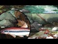 Nutrient Cycles in Aquatic Ecosystems