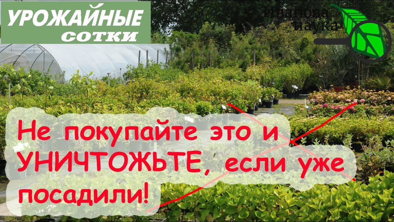 Ни в коем случае не высаживайте это растение! Оно погубит ваш сад!