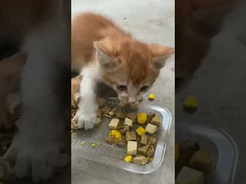 Cats VS food part2  #pets #funny #funnypets #cat #cutespets #funnyanimals