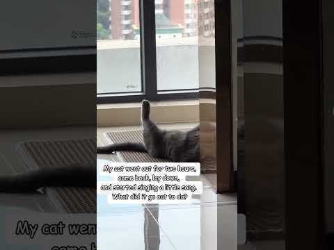 The lazy singing cat.You have to see this !!!