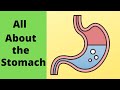 Understanding the Stomach