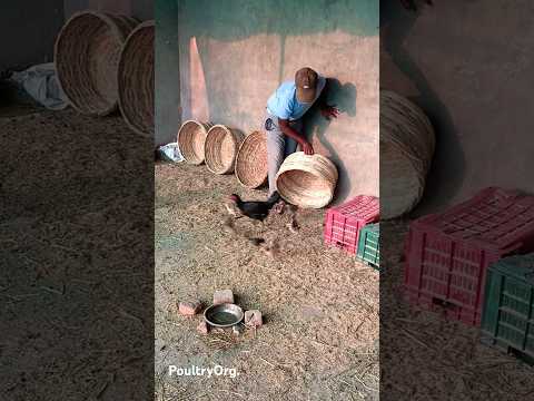 Desi murgi నాటు కోళ్ల పెంపకం देसी मुर्गी no.67 #shorts #desimurgi #chicken #poultry #poultryorg