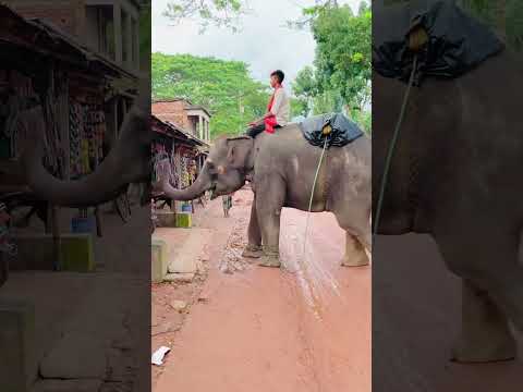 হাতি গিয়ে চাঁদাবাজী #comedy #viral #funny #shorts #animal