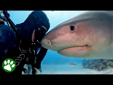 Diver Becomes Friends With Wild Tiger Shark