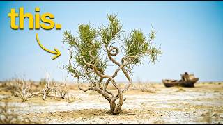 Nothing Survived On The Aral Seabed Until They Planted This, And Wildlife Is Finally Returning