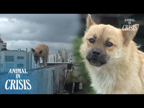 Rescue dog Neglected On A Roof l Animal in Crisis Ep 372