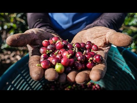 YouTube video thumbnail: Watch: Why Costa Rica's eco-Friendly Coffee Culture is Thriving
