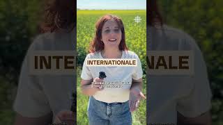 La moutarde des prairies dans votre assiette