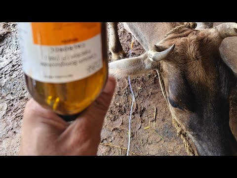 IV cannulation procedure in a cow