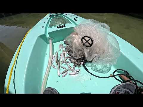 Loading Up On Florida Keys Pilchards.  Ft. 1/4" Mesh Net - LiveBaitMatters Cast Nets.