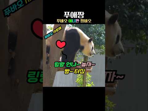 푸바오가 링랑 보고 놀자하는데 빵터짐