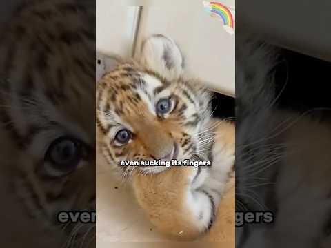 A cute little tiger #tiger #animal #protection #shortvideo