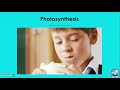 Energy Sources and Food Chains