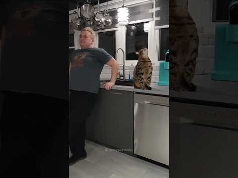 When teasing them is your love language 😅😅 #cat #cutecat #funny #cats #catvideos
