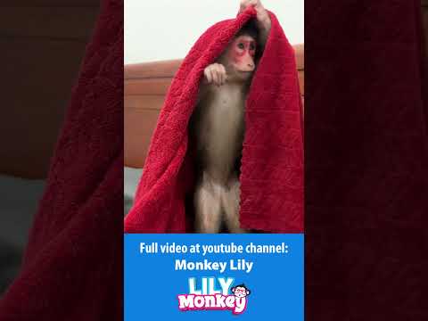 Lily bathes herself when dad's not home and then... P2 #shorts #short #monkey