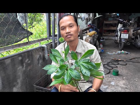 Sâm Ngọc Linh Giá Trị Cao Thì Phải Ship Tận Nơi Cho Khách