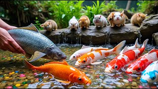Satisfying Catch Colorful Aquarium Fish In Small Pond, Pingpong Pearl Fish, Baby Turtle, Ranchu Fish