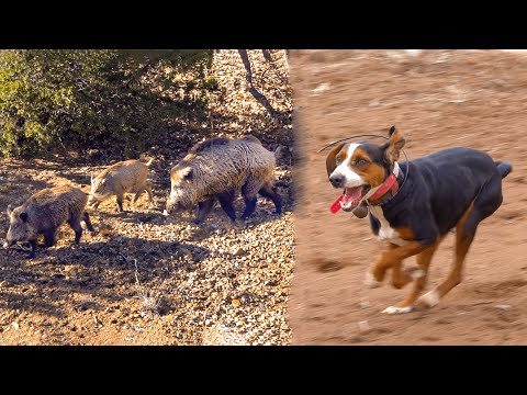 INCREDIBLE DOGS! AMAZING WILD BOAR CHASE  - MOST EXCITING HUNTING SCENES