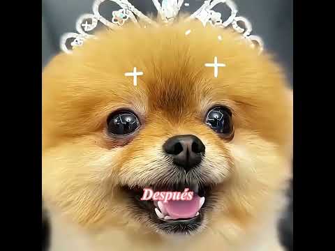 Este perro pensó que se había enamorado, pero al final lo engañaron. #pets #cute #funny #shorts