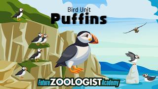 Puffins | Arctic Seabirds