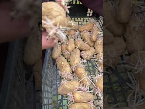 FACCIO COSÌ per SEMINARE le PATATE!