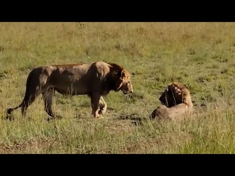 Male lion looking exhausted after patrolling his massive territory
