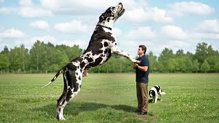 超巨大な動物をカメラが捉えた！50選
