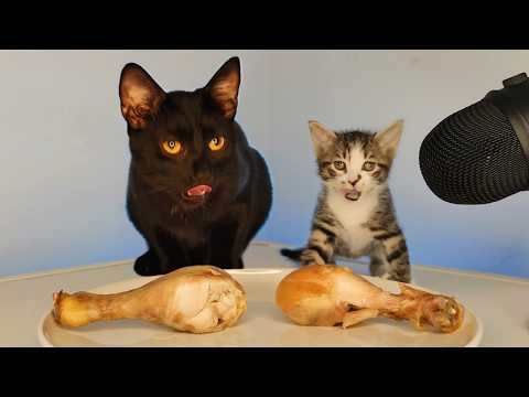 Cat and Baby Kitten Eating Chicken ASMR Mukbang