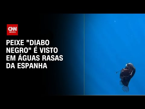 Peixe “diabo negro” é visto em águas rasas da Espanha | LIVE CNN