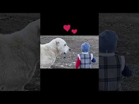 Алабай самый добрый Сабака 😍