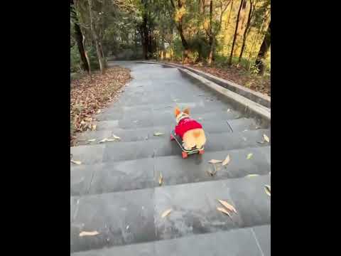 #corgi #petpet #lovepet #cutespets #cute #funny