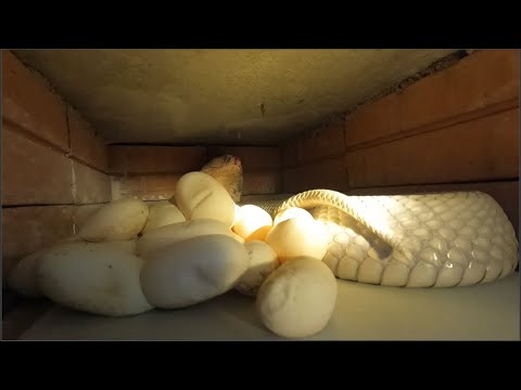 Harvesting cobra eggs 2025 - sharing experiences in breeding cobras for export.